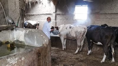 علاج ورش وتجريع عدد كبير من رؤوس الماشية ببورسعيد