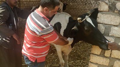 على مدار 5 أيام.. إيفاد قافلة علاجية بيطرية مجانية لخدمة صغار المربين بأسوان