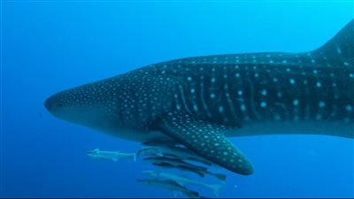 القرش بهلول يظهر من جديد قبال سواحل مرسى علم| صور وفيديو