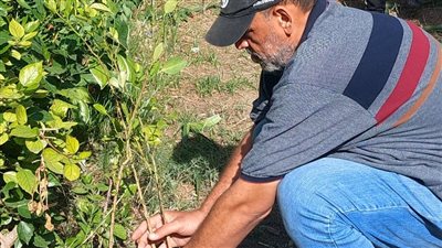 محافظ الإسكندرية: زراعة 260 ألف شجرة ضمن المبادرة الرئاسية حتى الآن