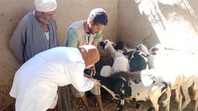انطلاق الحملة القومية للتحصين ضد مرض الجلد العقدي وجدري الأغنام في قنا غدا