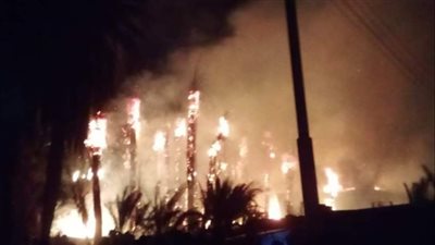 خسائر مادية كبيرة.. الحماية المدنية تسيطر على حريق التهم 40 نخلة بالأقصر