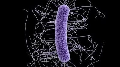 دراسة: المضادات الحيوية البديلة للالتهاب الرئوي تقلل من خطر الإصابة بعدوى المطثية العسيرة