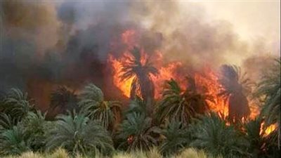 3 مواش و50 فرخة و40 نخلة.. فزع أهالي الأقصر بعد نشوب حرائق في النخل والمواشي والمنازل | بث مباشر