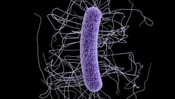  عدوى المطثية العسيرة