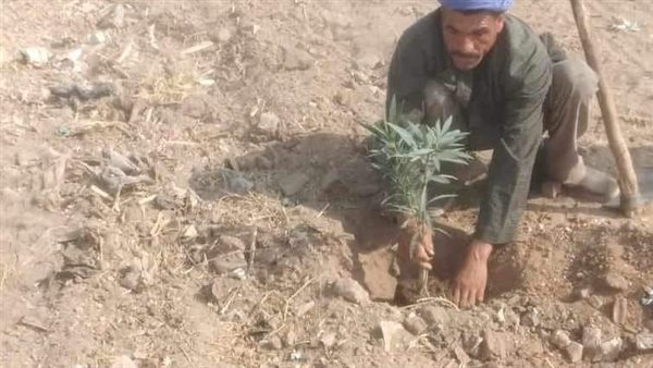 زراعة الأشجار بالمنيا