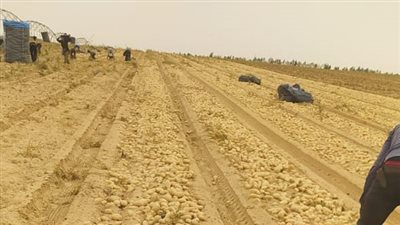 الزراعة: فحص 8266 طن بطاطس خلال أكتوبر الماضي بغرض التصدير