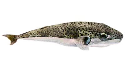 احذر من سمكة القراض.. تسبب الوفاة في الحال 