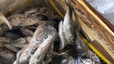 ضبط وإعدام لحوم ودواجن وأسماك غير صالحة للاستهلاك الآدمي بالشرقية | صور