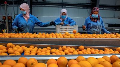 منها فحص مبيدات الأغذية والألبان.. مراحل تطوير الرقابة على الصادرات المصرية خلال السنوات الماضية