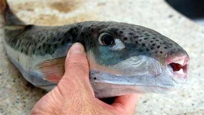 بها سم قاتل.. حملة موسعة في أسواق الأسماك بالسويس لمنع تداول سمكة القراض | بث مباشر