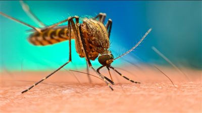 إدارة الغذاء والدواء توافق على أول لقاح ضد فيروس شيكونغونيا