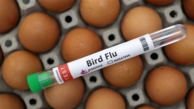 بسبب إنفلونزا الطيور..أمريكا تضاعف وارداتها من البيض البرازيلي