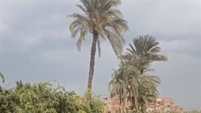 سماء ملبدة بالغيوم في بني سويف.. والمحافظة ترفع درجة الاستعداد تحسبًا لسقوط أمطار | بث مباشر