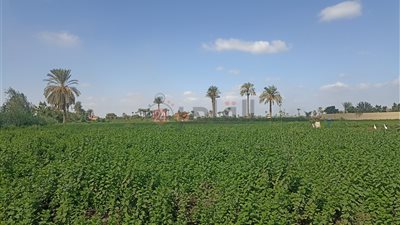 الإحصاء: نمو المساحة المنزرعة في مصر إلى 10.1 مليون فدان خلال عام 2023 / 2024