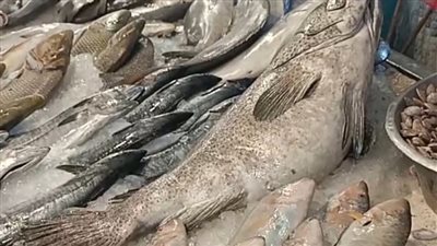 بـ2000 جنيه.. الهامور أغلى أنواع الأسماك في سوق السويس ووزنها يصل إلى 20 كيلو | بث مباشر