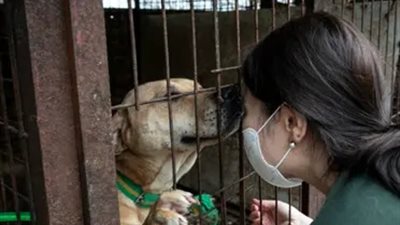 للقضاء على العادة القديمة.. كوريا الجنوبية تحظر أكل لحوم الكلاب