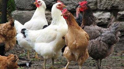 أسعار الدواجن اليوم الخميس 18 يناير 2024 بالبورصة