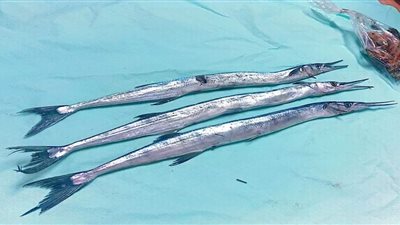 سمك الخرمان.. أطول سمكة في سوق السويس وسعر الكيلو منها 70 جنيها | بث مباشر