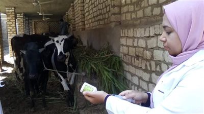 اليوم.. بدء الحملة القومية لتحصين رؤوس الماشية ضد الحمى القلاعية والوادي المتصدع بأسوان
