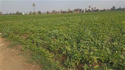 روائح ذكية وأيدي عاملة.. أهالي أبو مليح ببني سويف: ماعندناش بطالة وبنصدر منتجاتنا لأوروبا