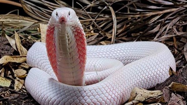 تفسير حلم لدغة الثعبان