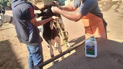 بيطري المنيا ينظم قافلة إرشادية علاجية بقرية المحرص بمركز أبوقرقاص