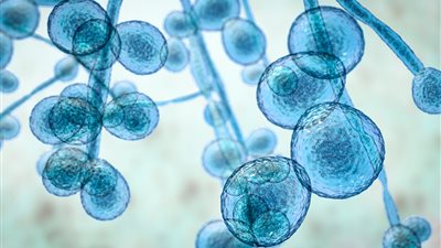 تزايدت الحالات لـ 3 أضعافها.. مخاوف بشأن تفشي فطريات الكانديدا أوريس بأمريكا 