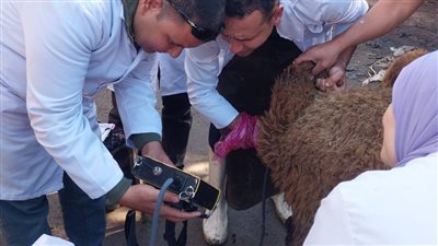 قافلة بيطرية مجانية بقرية سلامون بالغربية وتقديم العلاج لـ 4000 طائر