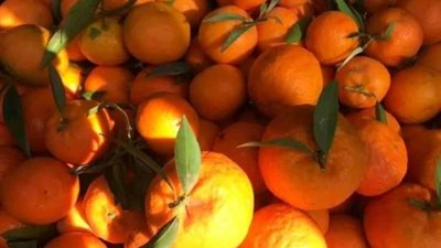 اليوسفي بـ 9 جنيهات.. أسعار الخضراوات والفاكهة اليوم الخميس 23 نوفمبر 2023