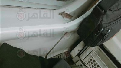 بسبب فأر في قطار الصعيد.. وزير النقل يقيل رئيس السكة الحديد للخدمات المتكاملة