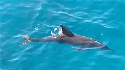 أطلقوا عليه اسم لطيف.. العاملون بالأنشطة البحرية يرصدون دولفينا عالقا بخيوط الصيادين| صور وفيديو