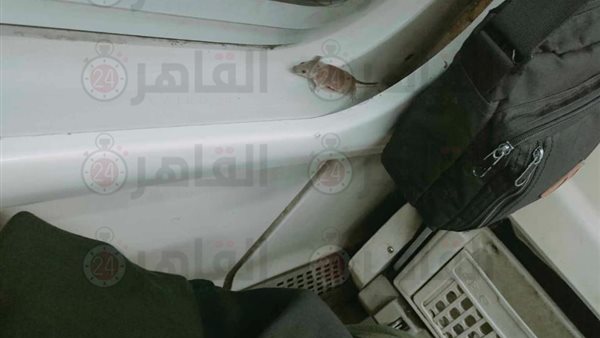 فأر في قطار الصعيد