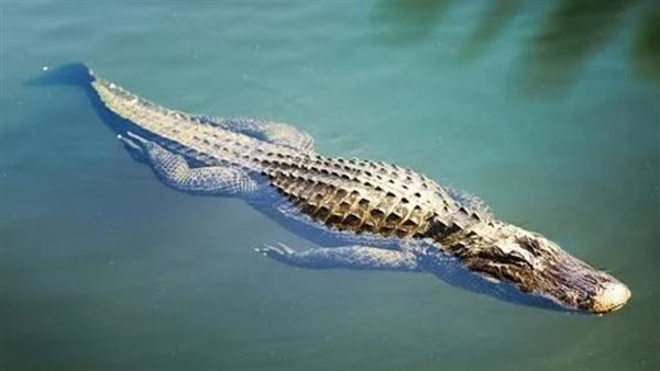 تمساح - تعبيرية