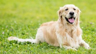 بعد تفشي عدوى إنفلونزا الطيور بين الحيوانات الأليفة في بريطانيا وأمريكا.. نصائح للوقاية