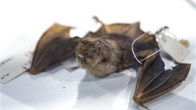 الصين تكتشف فيروسًا تاجيا جديدًا للخفافيش يحمل نفس طفرة فيروس كورونا