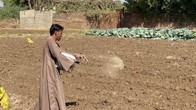 هاتور أبو الذهب المنثور..بدء تهيئة الأراضي لموسم زراعة القمح بالأقصر 