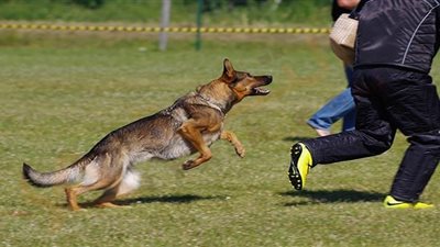 تفسير هجوم الكلاب في المنام.. احذر أصدقاء السوء ومشاكل