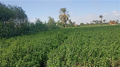 لطيف نهارًا شديد البرودة ليلًا.. حالة الطقس اليوم بمحافظات شمال الصعيد