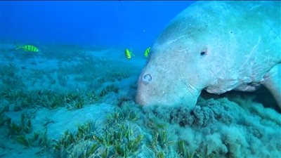 يعشقها السائحون.. عروس البحر تظهر قبالة سواحل مرسى علم| صور وفيديو