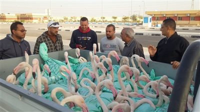 بعد ضبطها.. البيئة تعيد إطلاق 60 طائر فلامنجو في ملاحة بور فؤاد | صور 