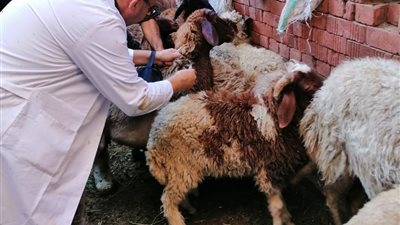 اليوم.. انطلاق فعاليات الحملة القومية للتحصين ضد الجلد العقدي وجدري الأغنام بالجيزة 