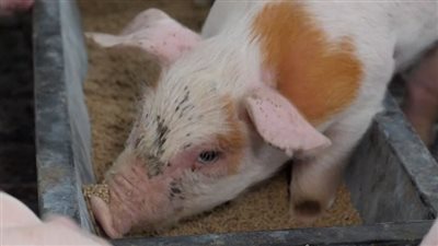  بعد تفشي الحمى الإفريقية.. ماليزيا تحظر واردات لحم الخنزير من إسبانيا