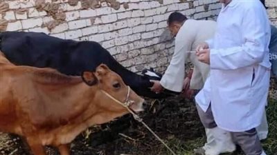 تحصين 78 ألف رأس ماشية ضد الحمى القلاعية والوادي المتصدع بالمنيا