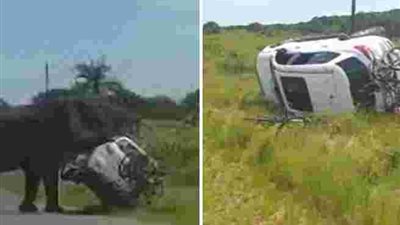 قطيع من الأفيال ينتقم لفيل صغير صدمته سيارة في ماليزيا