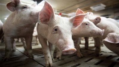 الاتحاد الأوروبي يسعى لاحتواء تفشي حمى الخنازير