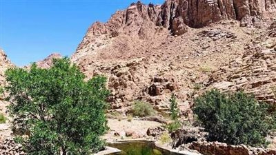 محمية سانت كاترين الملجأ الآمن للنباتات الطبية والزواحف النادرة بجنوب سيناء