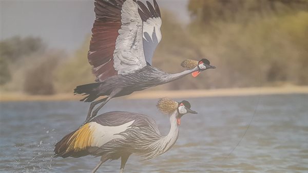 جانب من معرض صور