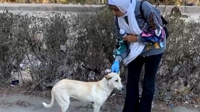 سارة ورشا بيعالجوا الكلاب الضالة في الشوارع: اللي بنعمله من باب الرفق بالحيوان والناس بيضايقونا بالكلام | بث مباشر
