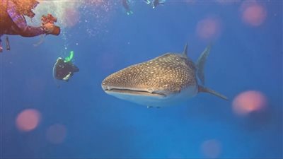 ظهور جديد للقرش بهلول قبالة مرسى علم| صور وفيديو